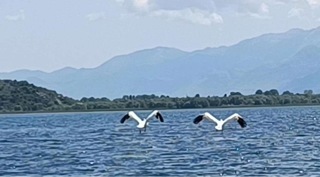 Holiday Home Haustor With Skadar Lake View Podgorica Extérieur photo