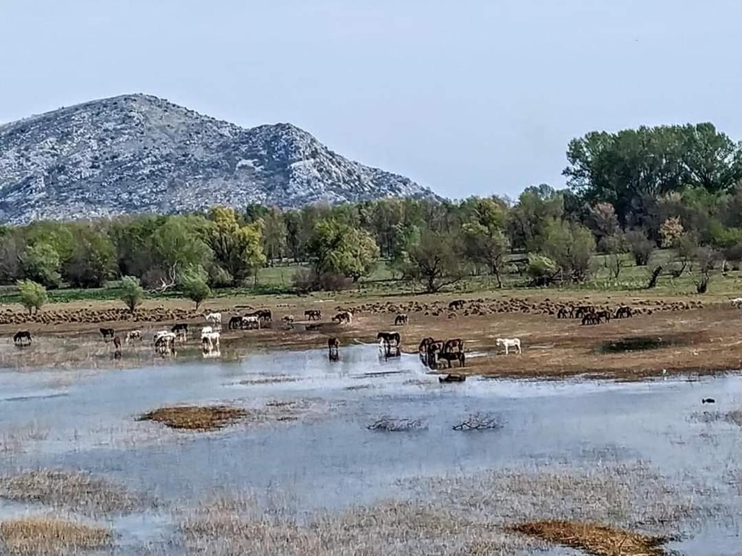 Holiday Home Haustor With Skadar Lake View Podgorica Extérieur photo