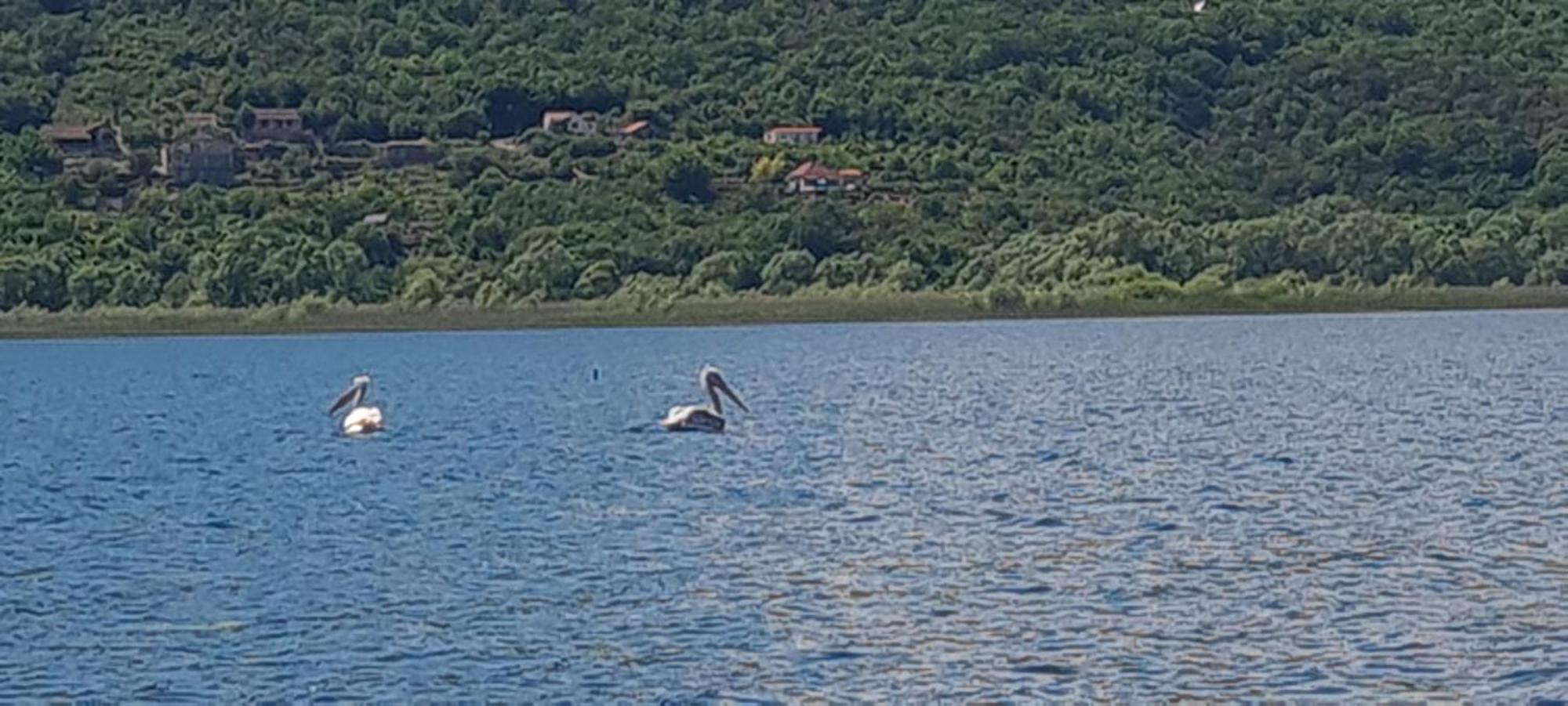 Holiday Home Haustor With Skadar Lake View Podgorica Extérieur photo